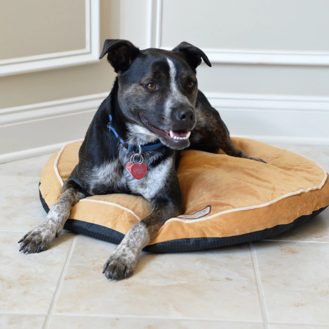 New ???? Pillow Armarkat Pet Bed Pad ???? 6 New ???? Pillow Armarkat Pet Bed Pad ???? - Image 4