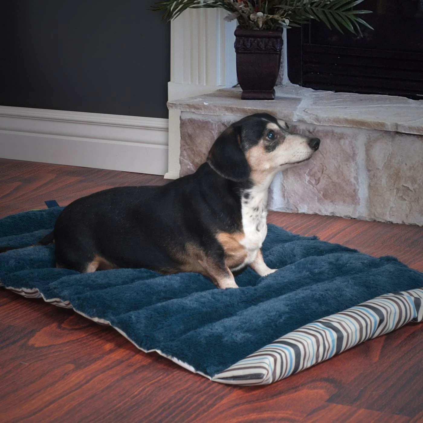 Hot Sale ???? Dog Mats & Pads Petmaker Roll Up Travel Portable ???? Dog Bed ???? 7 Hot Sale ???? Dog Mats & Pads Petmaker Roll Up Travel Portable ???? Dog Bed ???? - Image 5